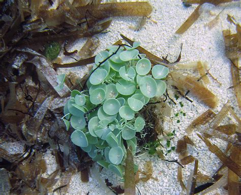 Acetabularia, Mermaid’s wineglass, Grand Bahama Island | Flickr