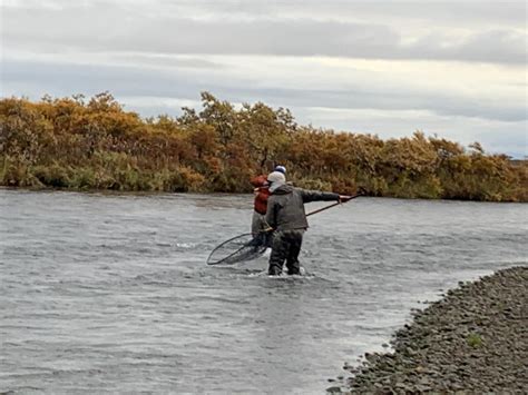 Alaska's Kvichak River - The Evening Hatch