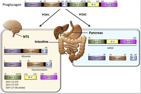 GLP-1: Appetite, Insulin, and Genetics