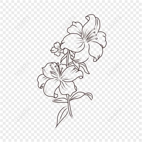 Flower Illustration Png