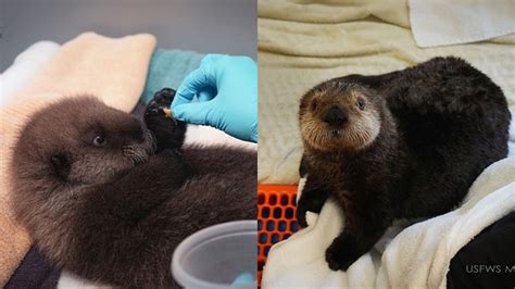 Minnesota Zoo welcomes 2 rescued northern sea otter pups | FOX 9 ...