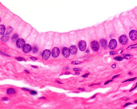 Stratified Columnar Epithelium Under Microscope