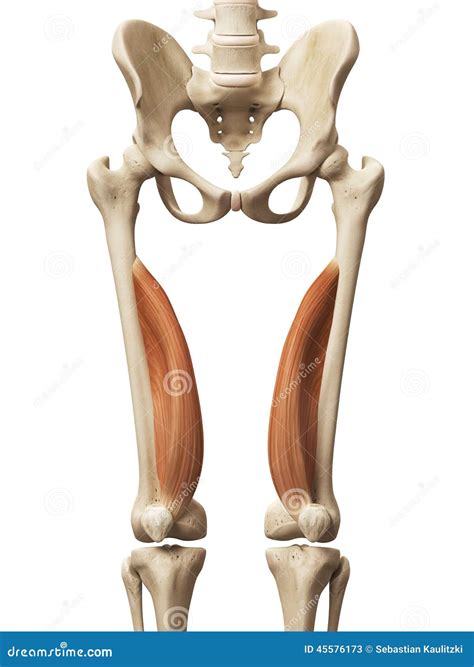 Vastus Medialis - Anatomy Muscles Stock Image | CartoonDealer.com #32284093