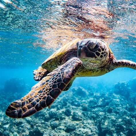 Honolua and Mokulei‘a: The Two Bays of the Kaanapali Snorkeling Tour ...