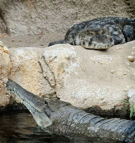 World's 'oldest' crocodile in captivity dies at Rotterdam zoo - DutchNews.nl