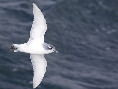 Can You Identify These Antarctic Seabirds? – Saildrone