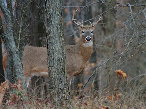 Tips for successfully hunting state game lands in Pennsylvania ...