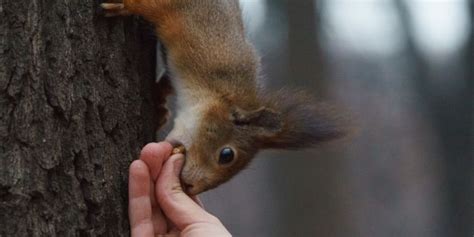 How Serious is a Squirrel Bite - What to Do if Bitten?