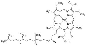 Chlorophyll b structure.svg