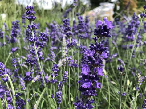 Everything You Ever Wanted To Know About Lavender — Sunnyside Nursery