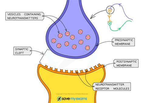 Role of Neurotransmitters at Synapses | Edexcel IGCSE Biology Revision ...