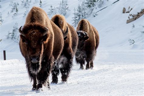 Yellowstone Winter Imaging on Behance