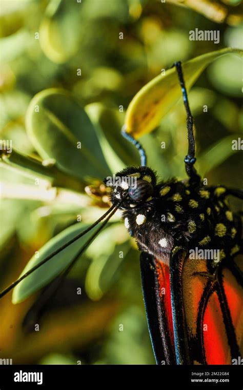 Monarch Butterfly up close Stock Photo - Alamy