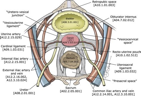 Pelvic Bone Ligaments