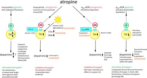 Mechanism Of Action Of Atropine