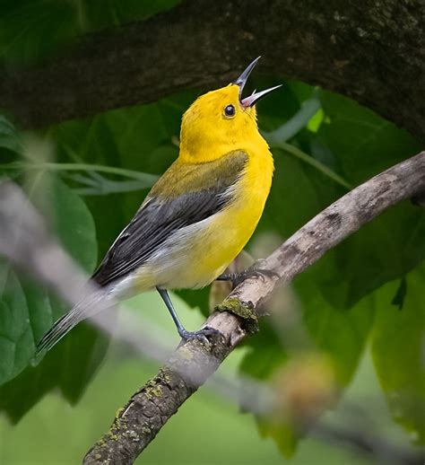 Prothonotary Warbler - Owen Deutsch Photography