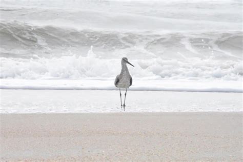 Birds Nesting….Watch Your Step!!! - North Florida Land Trust