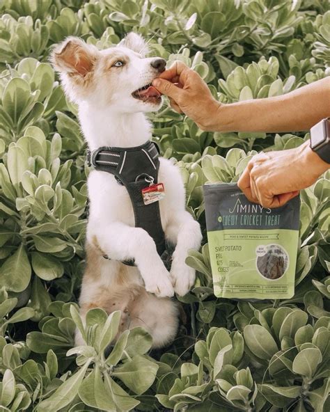 Creating a Sustainable Cricket-based Dog Food for a Healthier Pet Life