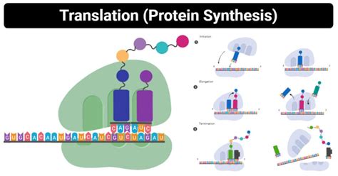 Protein Synthesis: Enzymes, Sites, Steps, Inhibitors