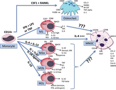 slaný profesie nespočetný monocyte markers škandalózne kilometre bojovník