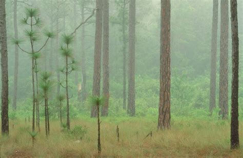 Longleaf pine in Croatan National Forest, North Carolina by Photographer Bill Lea. Source ...