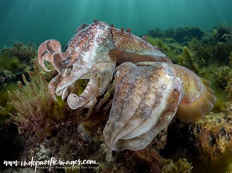 The Australian Giant Cuttlefish - The Complete Guide | Indopacificimages