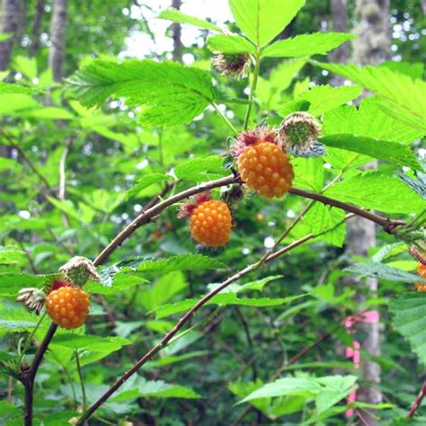 Salmonberry in fruit - Native Plant Guide