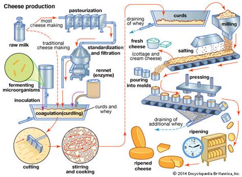 Cheese-making process | hbmmrgjm