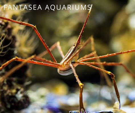 Arrow Crab Care | Maryland Aquarium Design & Maintenance