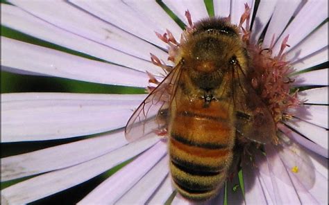 My Garden: Black Bees