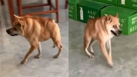 Beautiful Dog With Short Spine Syndrome Just Wants To Run Around - YouTube