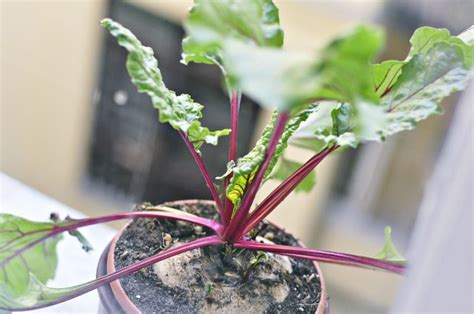 Container Beetroot Gardening Tips, Techniques | Gardening Tips