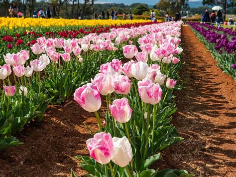 Dalat Flower Festival 8th - 2019