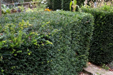 Best Plants for Formal Hedges - BBC Gardeners World Magazine