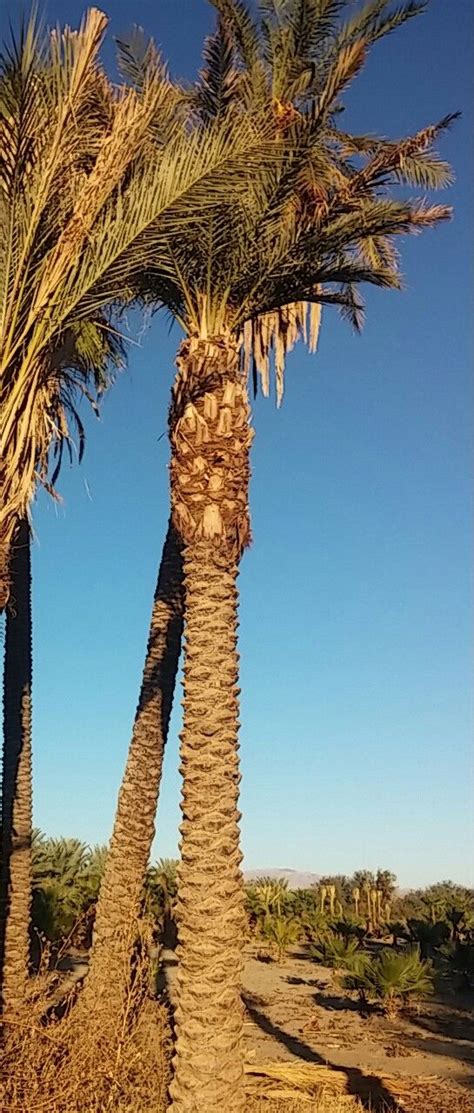 17 Best images about California Palm Trees on Pinterest | Trees, Foxtail palm and Tropical gardens