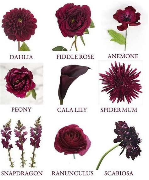 The Best Burgundy Flowers for spring🌹🌺🥀 Follow @burgundy.colors for more ...