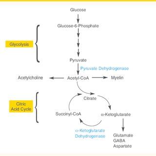 Alcohol Abuse-induced Thiamine Deficiency Can Cause Which of the Following - Barrtrust