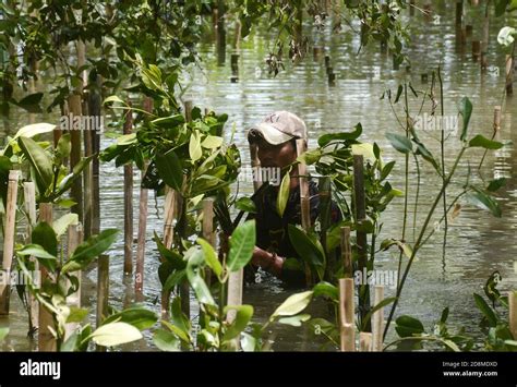 Jakarta, Indonesia. 31st Oct, 2020. A worker plants mangrove trees at a coastal conservation in ...