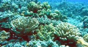 Division of Aquatic Resources | Coral Reefs