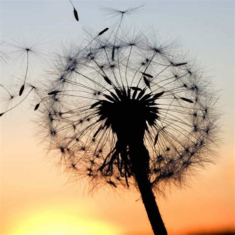 Dandelion Symbolism: Meaning and Significance • Schisandra & Bergamot