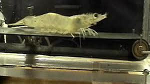 U.S. Government Has Spent $682,570 to Study 'Shrimp On A Treadmill'