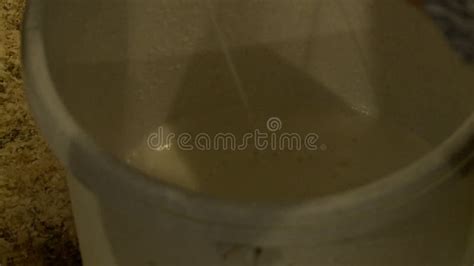 Cow milking on farm stock footage. Video of health, paddock - 104451540