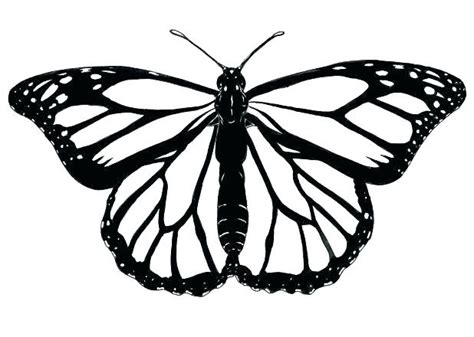 Monarch Butterfly Line Drawing | Free download on ClipArtMag