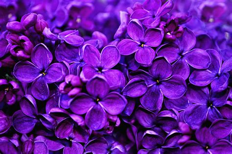 Vivid Violet Is The Color Of #PressForProgress - Robertson's Flowers