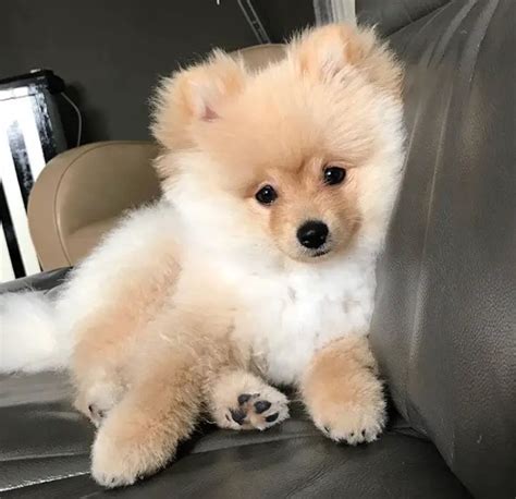 18 Best Pomeranian Teddy Bear Cut Pictures - The Paws