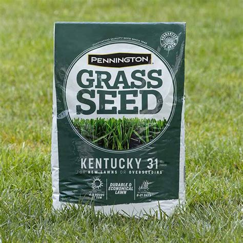 Kentucky 31 Tall Fescue - Grass Seed | Pennington