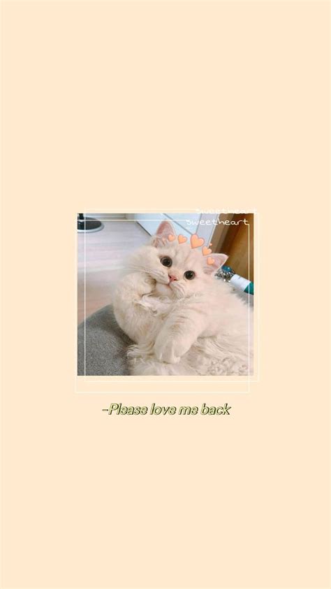 고양이 . 귀여운. 미적인. 노란색. iPhone 고양이, 고양이, Kitten HD 전화 배경 화면 | Pxfuel