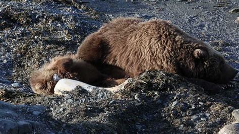 Baby Kodiak Bear Playing With Plastic Bottle. - YouTube