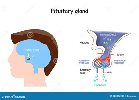 Diagram Of Pituitary And Pineal Glands In The Human Brain Vector Illustration | CartoonDealer ...