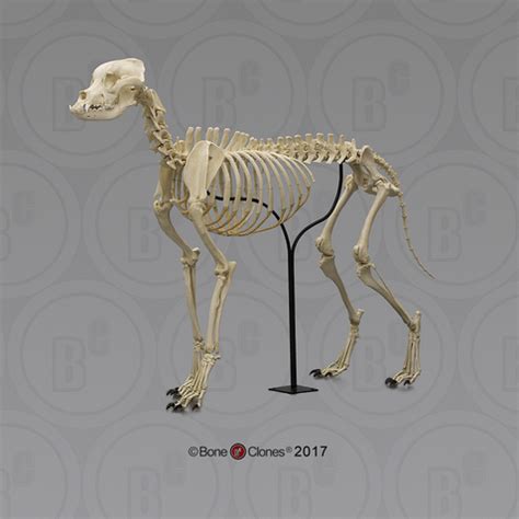 Large Dog Skeleton, Articulated - Bone Clones - Osteological Reproductions